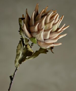 Protea Stem, Nature, Artificial Flowers